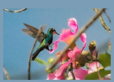 Beija-flor suspenso no ar, se alimentando de néctar da flor de paineira. 