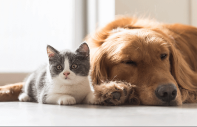 Estudo confirma que cães e gatos também podem se infectar com o coronavírus