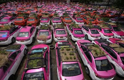Taxistas da Tailândia montam hortas no teto dos carros 