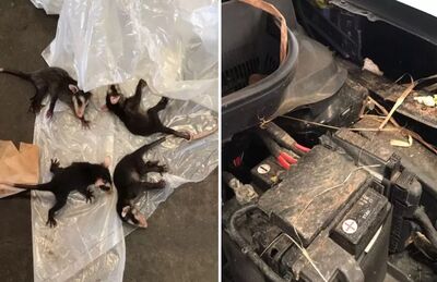 Seis filhotes de gambá foram encontrados no veículo 