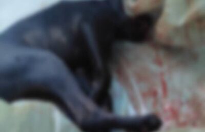 Animal foi atropelado e não resistiu 