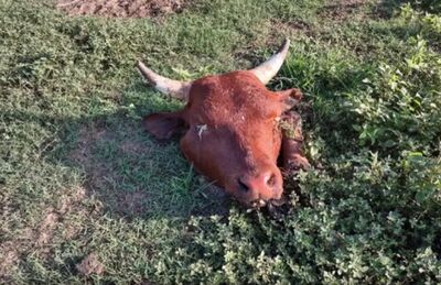 Cabeça de um dos animais abatidos pelo bando