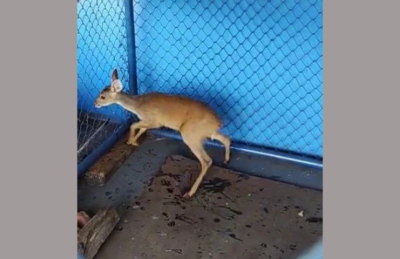 Veado no quartel da PMA antes da soltura