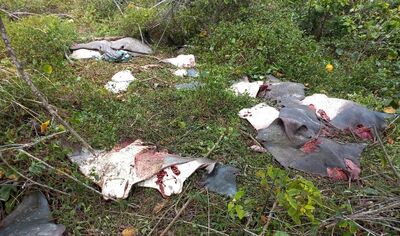 Foram encontradas 55 raias e três filhotes de tubarão martelo mortos.