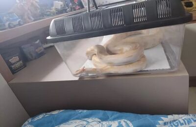 A cobra foi apreendida e será avaliada