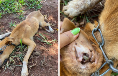 O animal permanecia amarrado durante 24h, em corda curta e com pouca oferta de água.
