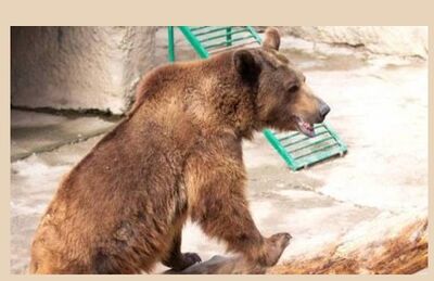 O urso do zoológico, que é conhecido como Zuzu. 