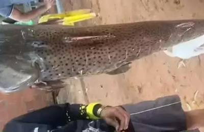 Exemplar do pescado que foi divulgado nas redes sociais.