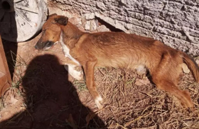 Cachorro foi encontrado no quintal da residência.