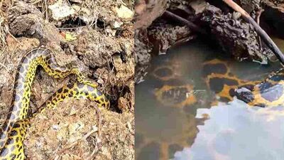 Primeira cobra foi vista em barranco e a outra a poucos metros, dentro da água do Rio Paraguai.