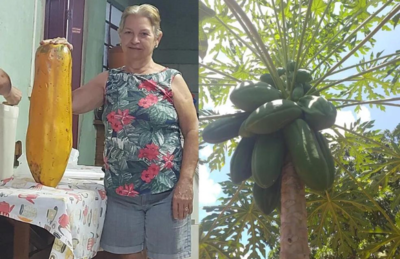 Idosa ficou assustada com o 'tamanhão' do mamão.
