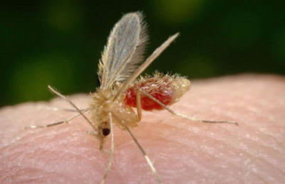 Mosquito palha, transmissor da leishmaniose.