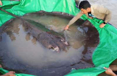 Pescador local toca na arraia gigante encontrada no noroeste do rio Mekong, no Camboja, antes de ela ser devolvida à água, em 14 de junho.