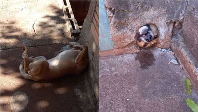Cachorrinho ficou preso no buraco do muro.
