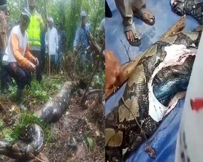 Cobra píton de 7 metros engole mulher viva em floresta da Indonésia.