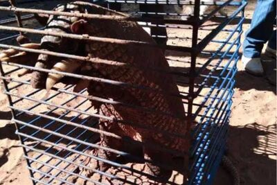 Tatu Canastra foi capturado e solto na natureza em segurança