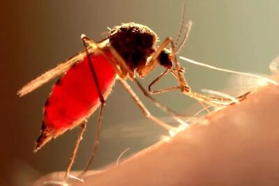 Mosquitos usam seis agulhas ao mesmo tempo para nos picar.