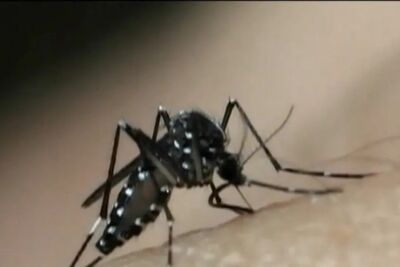 Aedes aegypti, transmissor da dengue.