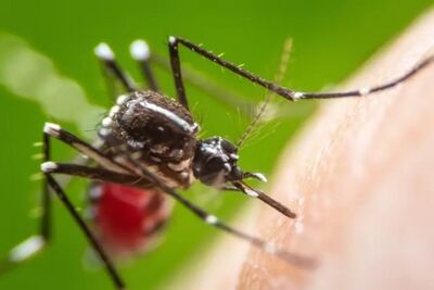 O 'Aedes aegypti' atua como transmissor da dengue, da chikungunya e da zika - Foto: SHUTTERSTOCK/KHLUNGCENTER