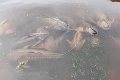 Polícia Ambiental monitora o fenômeno natural no Pantanal e fica atenta a risco de pesca predatória. 