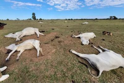Animais morreram de hipotermia na região de Rio Verde do Mato Grosso e Nhecolândia.