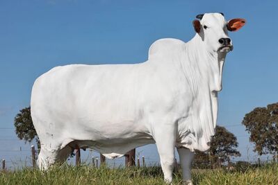 Vaca tem 33% vendido por R$ 7 milhões.