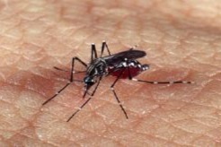 Zika é transmitada pelo mosquito Aedes aegypti.