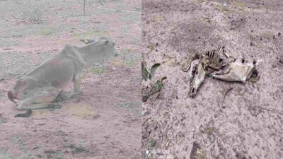 Animais encontrados em fazenda em Coxim. 