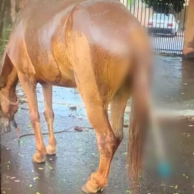Crueldade: animal morreu horas depois de ter objeto de metal introduzido no ânus. (Foto: Divulgação / Polícia Civil)