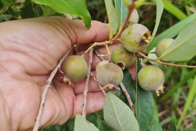 Durante seminário, serão apresentados estudos e oportunidades relativos à produção de guavira.