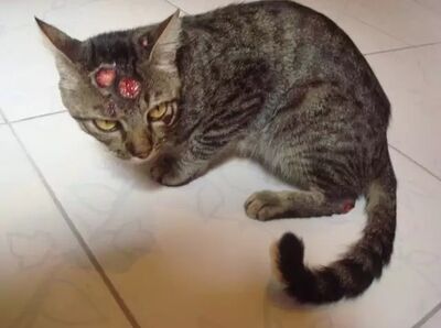 Um exemplo de gato com feridas da esporotricose. 