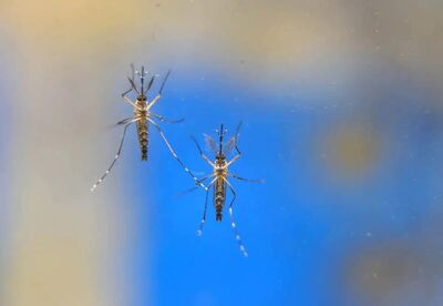 Doença é causada pelo mosquito Aedes Aegypti. Foto Reprodução