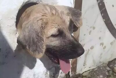 Filhote ficou com a cabeça presa em cano de saída de água que tinha na parede da residência, em Corumbá. 