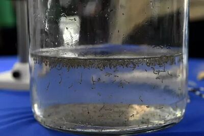 Larvas do mosquito 'Aedes aegypti' em laboratório.