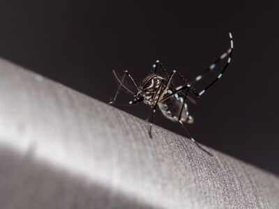 Vírus da dengue é transmitido pela picada da fêmea do mosquito Aedes aegypti.