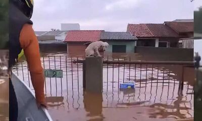 Cachorrinho se salvou como podia antes de ser resgatado   