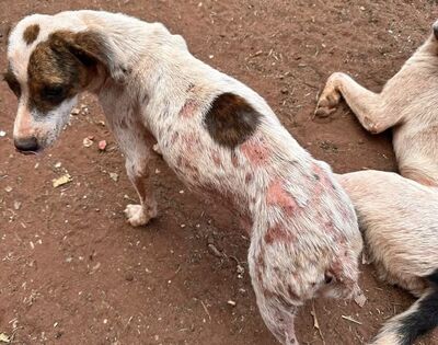 Alguns cachorros foram encontrados com sarna pelo corpo.