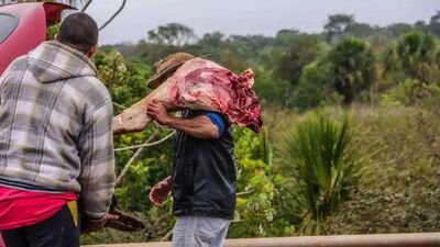 Vaca foi carneada e levada por motoristas. 