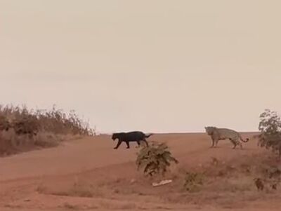 Onças flagradas em estrada de terra em Sonora.