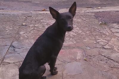 Cachorro em calçada da rua onde foi abondonado.