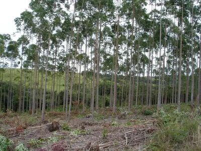 Fazenda de eucalipto fica em Três Lagoas.