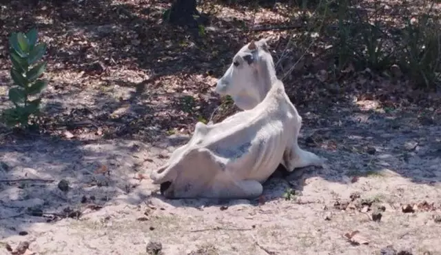 Um dos animais encontrados pela Polícia Militar Ambiental. Foto: Reprodução