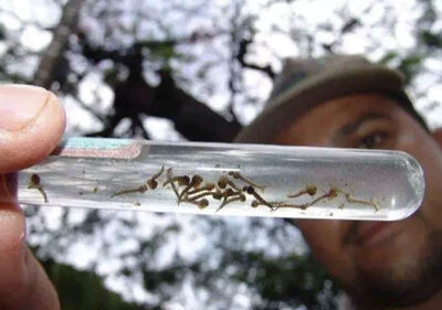 Focos de mosquito transmissor da Chikungunya (Foto: arquivo Midiamax)