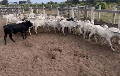Animais foram encontrados em uma propriedade rural de Coxim. Foto: Divulgação