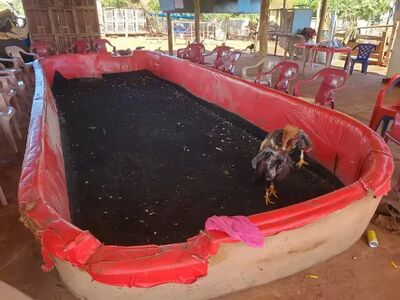 Arena montada para rinha com cadeiras para participantes acompanharem. Foto: PMA/Divulgação