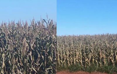 Colheita de milho no Paraguai (Reprodução, Redes sociais)