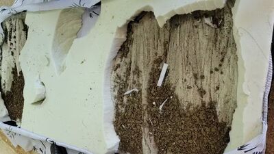 Policiais penais encontraram droga durante revista em presídio de MS. Foto: Divulgação Agepen
