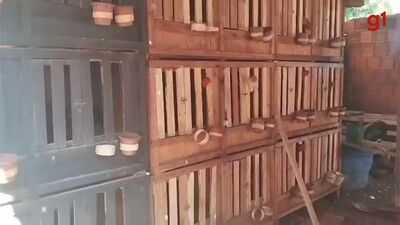 Animais não tinham acesso à luz, água ou alimento. Foto: PMA