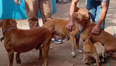 Cães atacaram amigo da família após se irritarem com barulho de motoentregador em Campo Grande (MS). Foto: José Aparecido/TV Morena