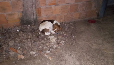 Cachorro dorme no frio no Mário Covas / Repórter Top 